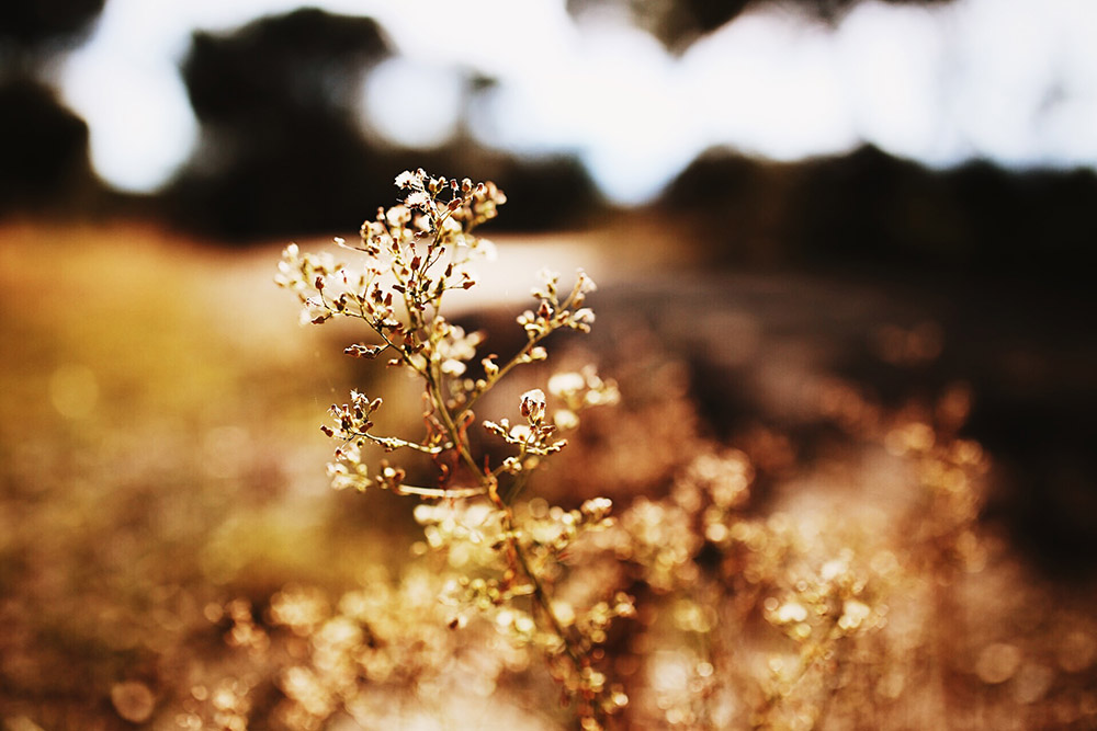 ❥ Días de&nbsp;luz