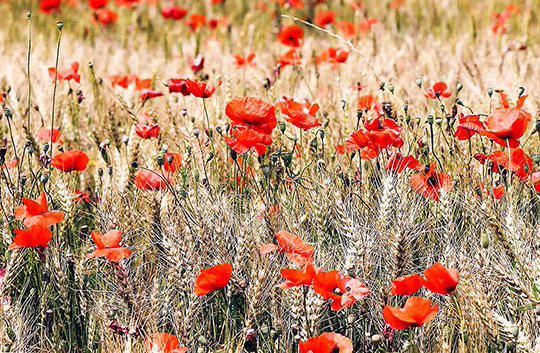 ❥ La nana del&nbsp;sol