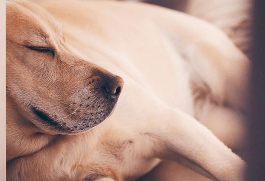 ❥ luciérnagas, grillos, constelaciones…