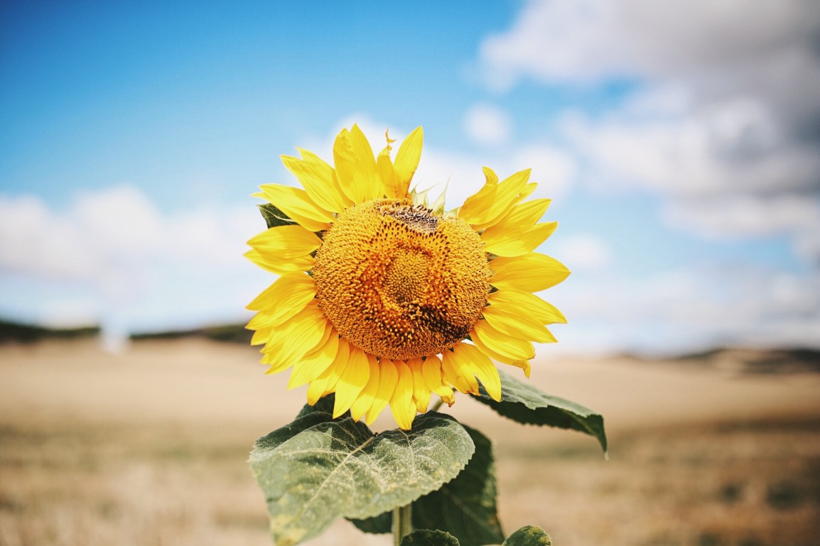 ❥ Irremediablemente