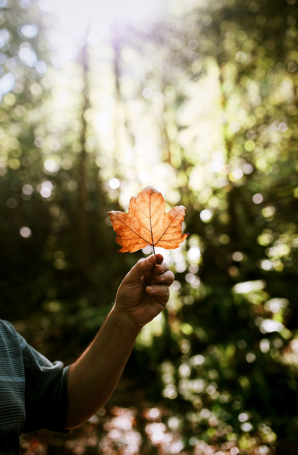 otoño2018-soloporlaluz-1