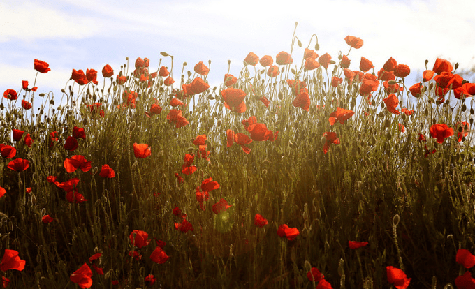 ❥ de pétalos y&nbsp;flores