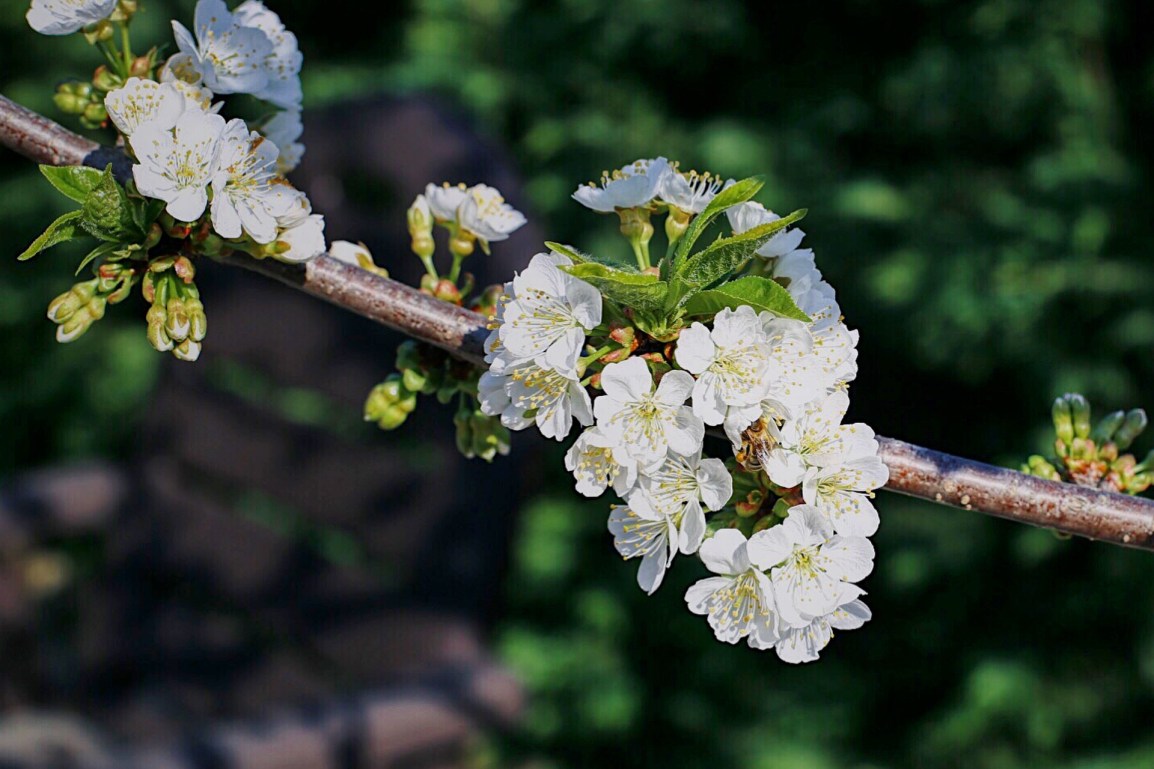 ❥ Flores para un&nbsp;lunes