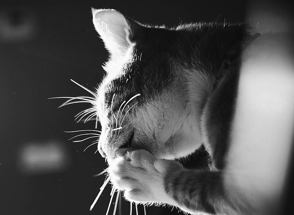 ❥ Tardes en blanco y&nbsp;negro