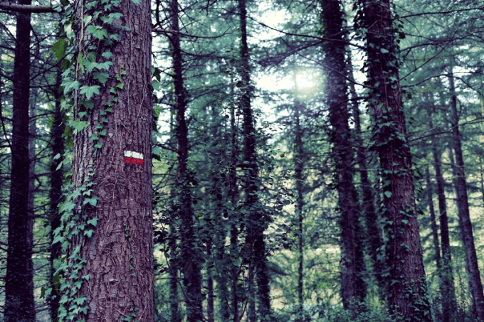 ❥ De bosques y&nbsp;ternura