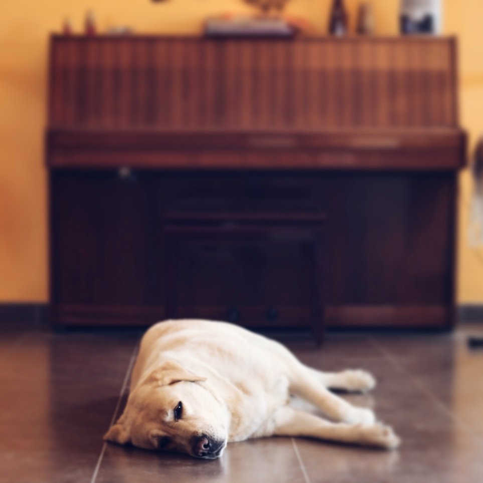 26910061863_6102d62fef_o