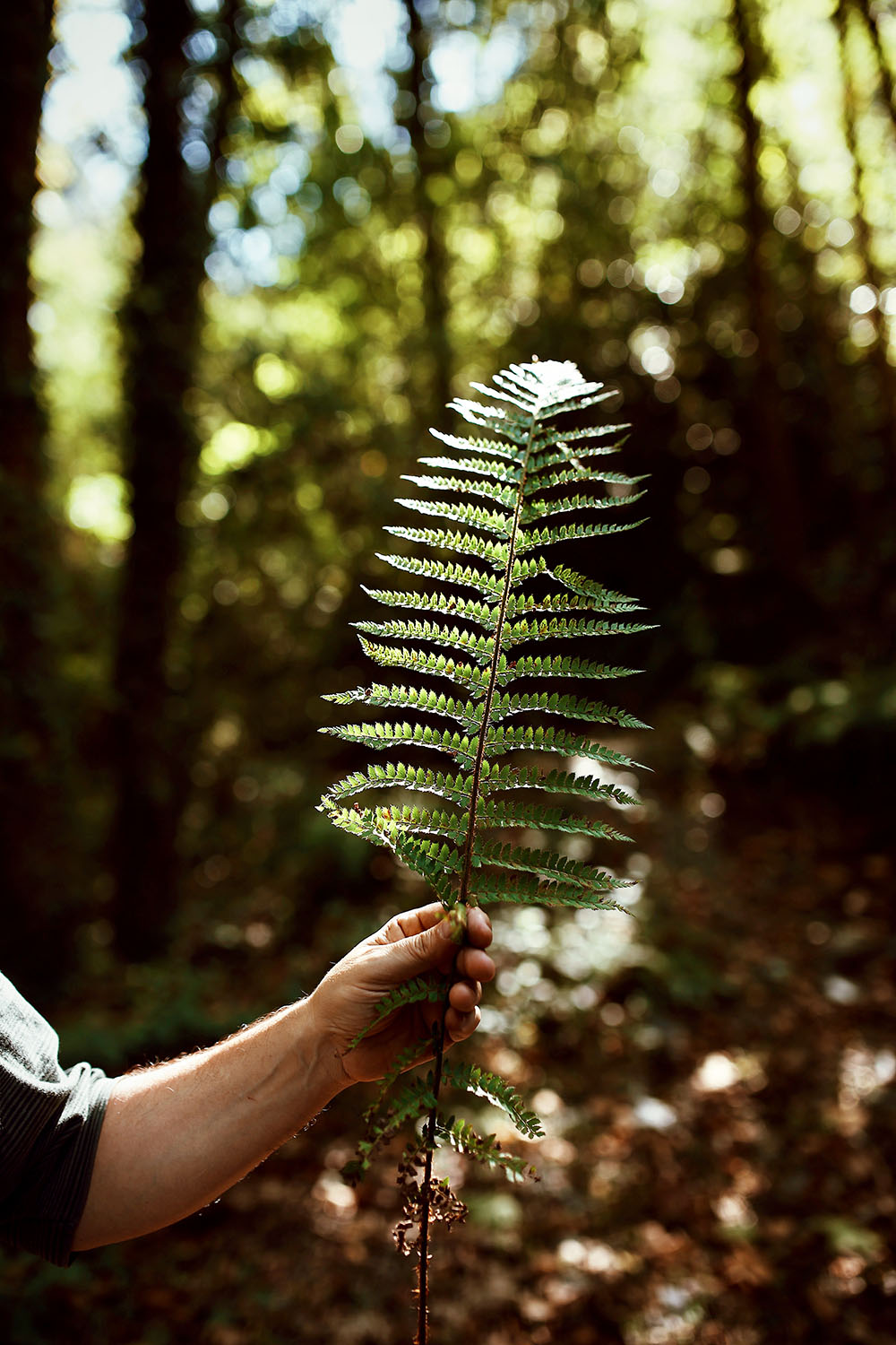otoño2018-soloporlaluz-3