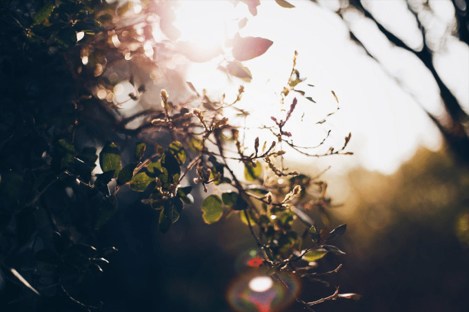 ❥ Sant Jordi&nbsp;🌹