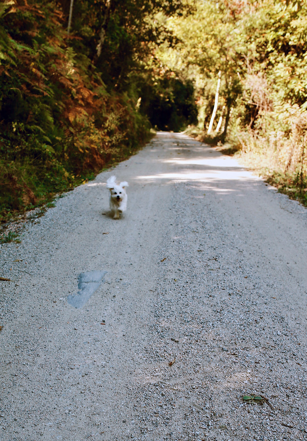 otoño2018-soloporlaluz-5