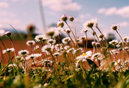 ❥ Hormigas en el&nbsp;sofá