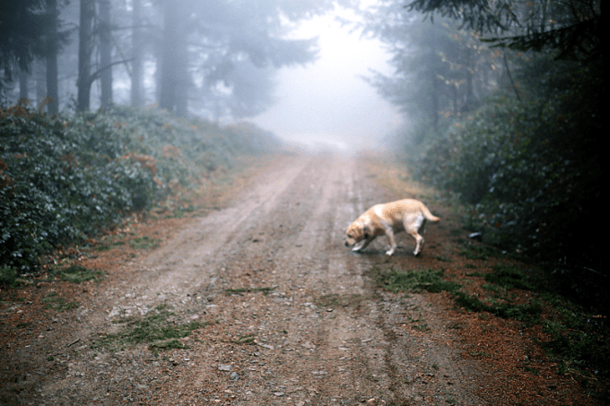 ❥ Dónde habita la&nbsp;niebla