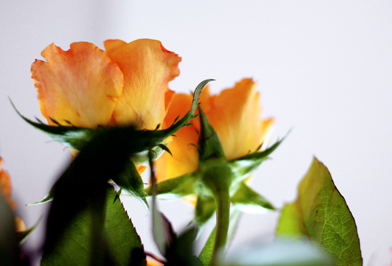 ❥ Marzo sigue regalándome&nbsp;flores…