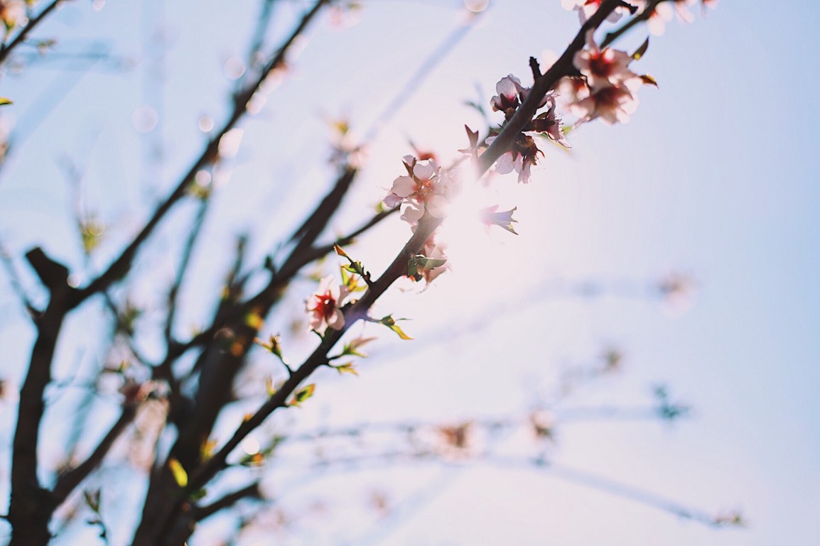 ❥ Flores para un&nbsp;lunes