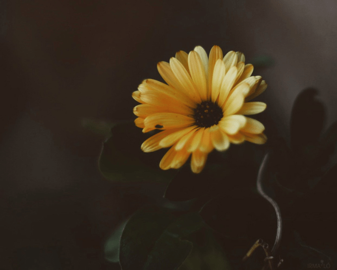 ❥ Flores de&nbsp;invierno