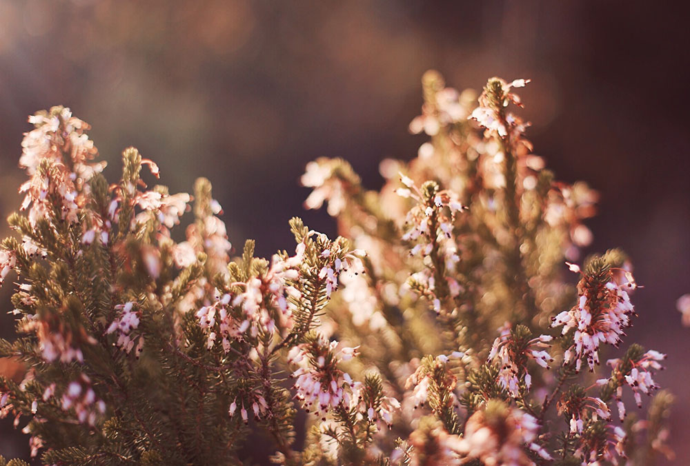 ❥ Mejor con&nbsp;flores